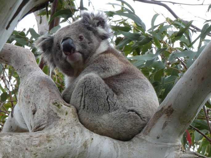 Phascolarctos cinereus, koala medvídkovitý