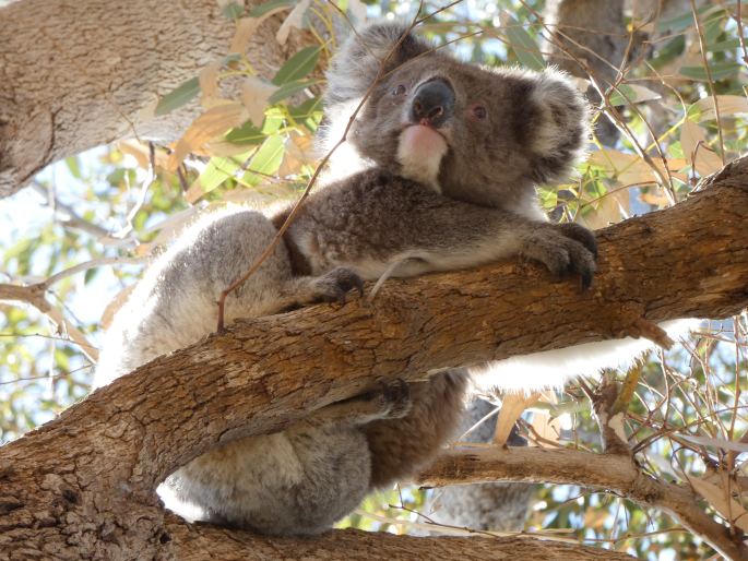 Phascolarctos cinereus, koala medvídkovitý