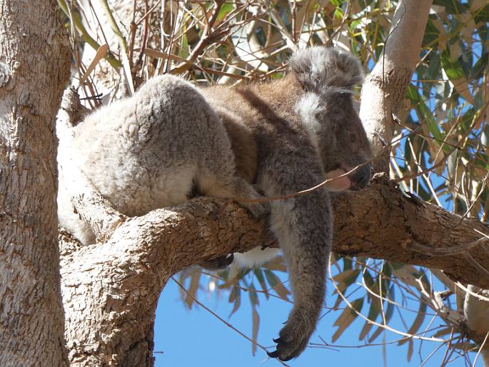 Phascolarctos cinereus, koala medvídkovitý