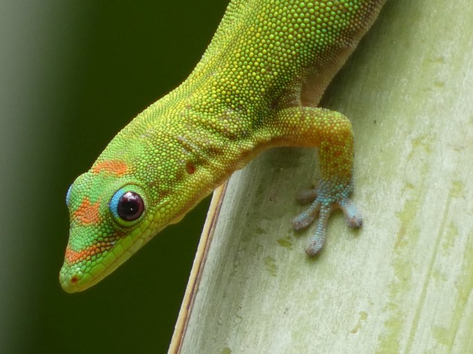 Phelsuma laticauda, felsuma zlatoocasá