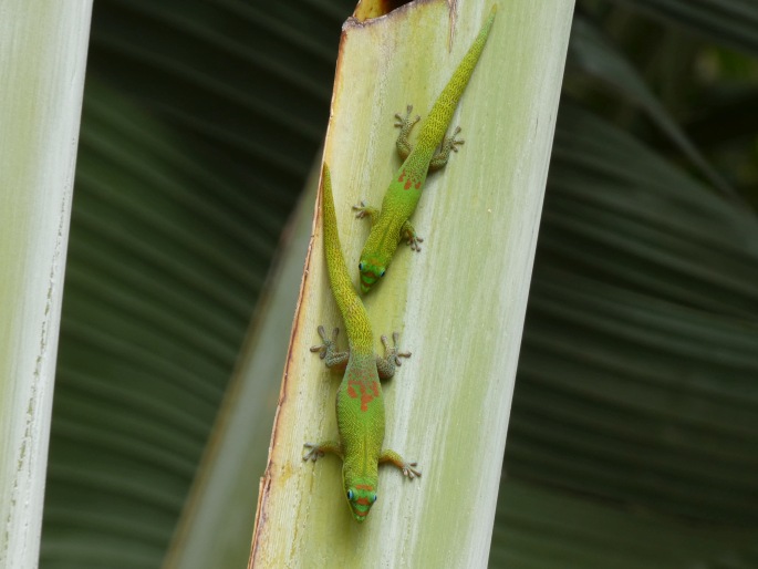 Phelsuma laticauda, felsuma zlatoocasá