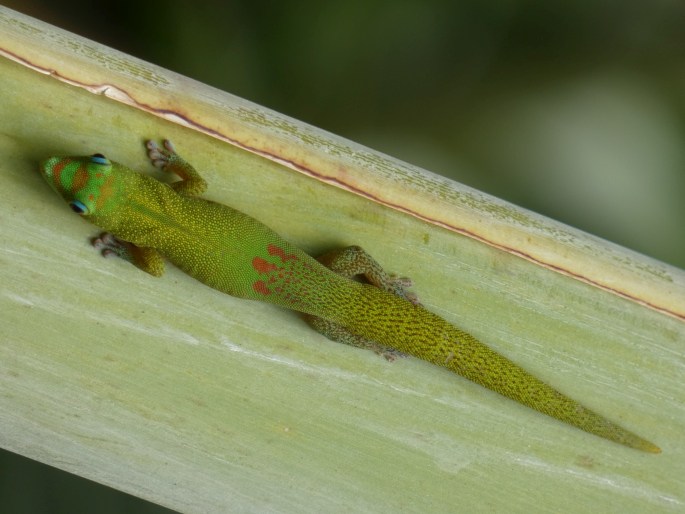 Phelsuma laticauda, felsuma zlatoocasá