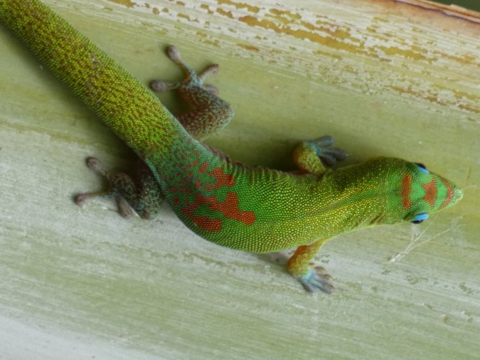 Phelsuma laticauda, felsuma zlatoocasá