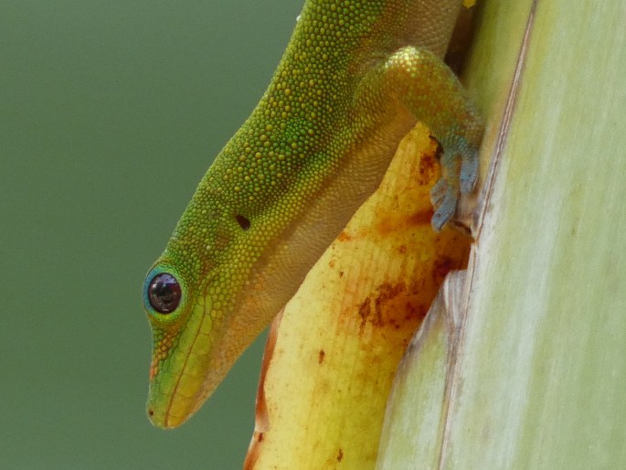 Phelsuma laticauda, felsuma zlatoocasá