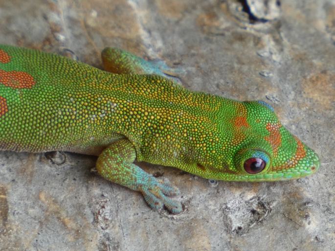 Phelsuma laticauda, felsuma zlatoocasá