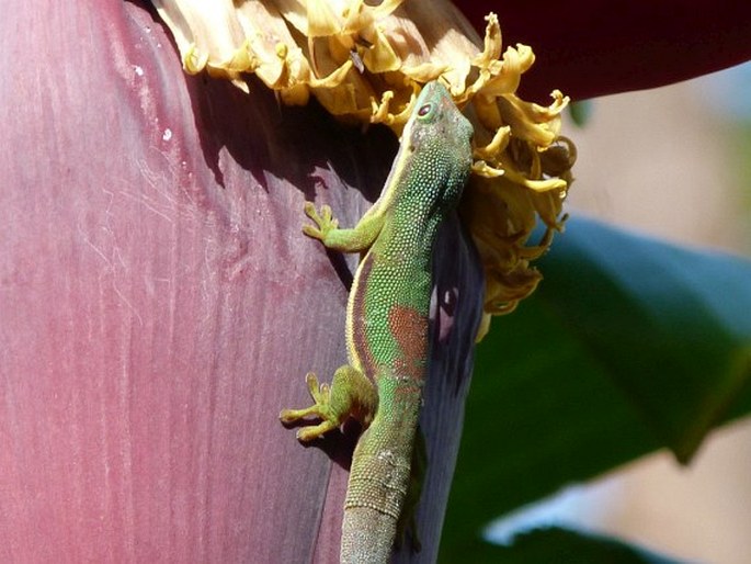 Phelsuma lineata, felsuma pruhovaná