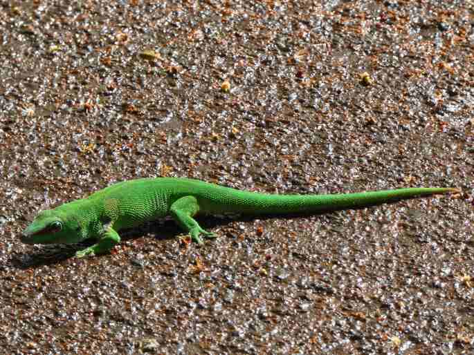 Phelsuma grandis, felsuma