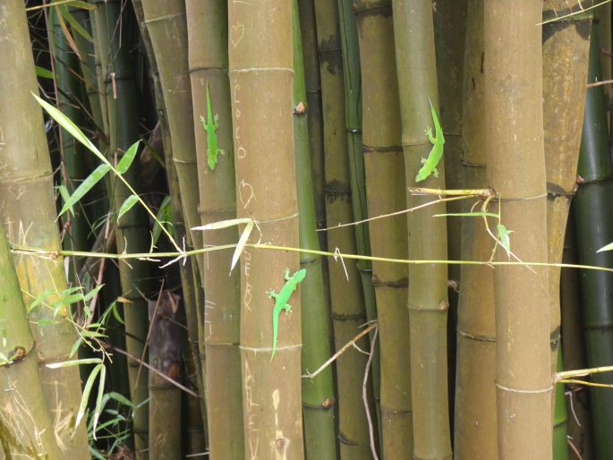 Phelsuma grandis, felsuma