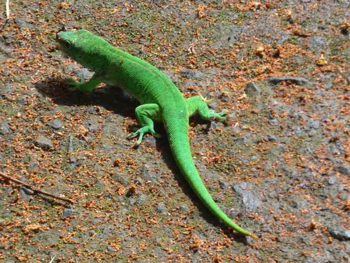 Phelsuma grandis, felsuma