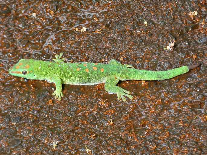 Phelsuma grandis, felsuma