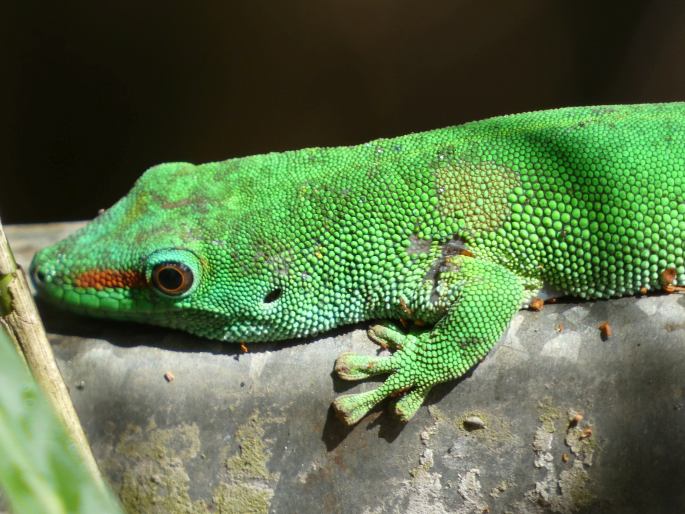 Phelsuma grandis, felsuma