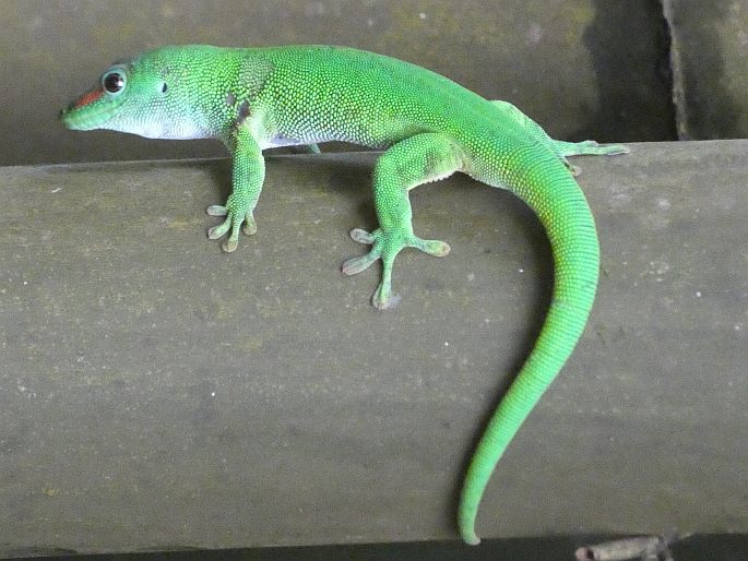 Phelsuma grandis, felsuma