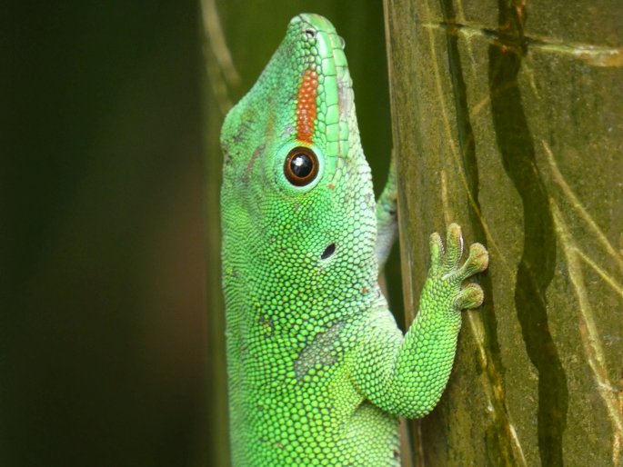 Phelsuma grandis, felsuma