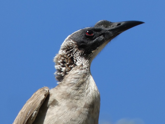 Philemon buceroides, zoborožík přílbový