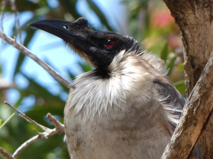 Philemon corniculatus, zoborožík křiklavý