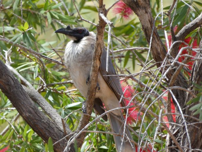 Philemon corniculatus, zoborožík křiklavý