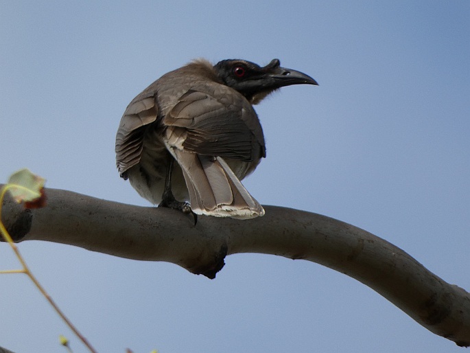 Philemon corniculatus, zoborožík křiklavý