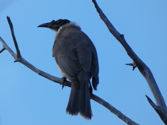 Philemon corniculatus, zoborožík křiklavý