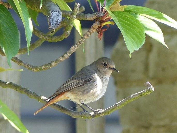 Phoenicurus ochruros subsp. gibraltariensis, rehek domácí evropský