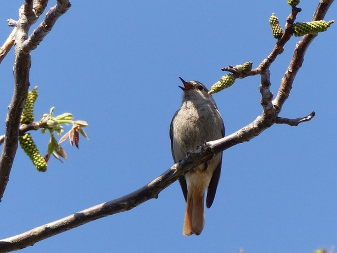 Phoenicurus ochruros subsp. gibraltariensis, rehek domácí evropský