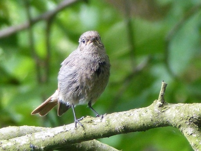 Phoenicurus ochruros subsp. gibraltariensis, rehek domácí evropský