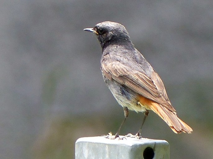 Phoenicurus ochruros subsp. gibraltariensis, rehek domácí evropský