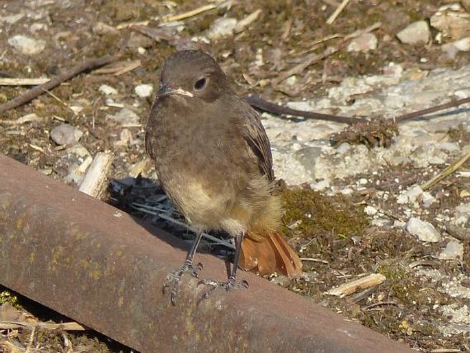 Phoenicurus ochruros subsp. gibraltariensis, rehek domácí evropský