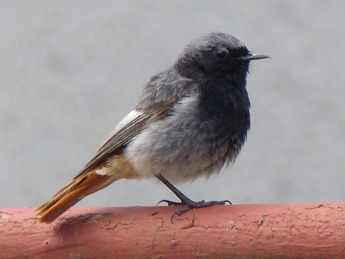 Phoenicurus ochruros subsp. gibraltariensis, rehek domácí evropský