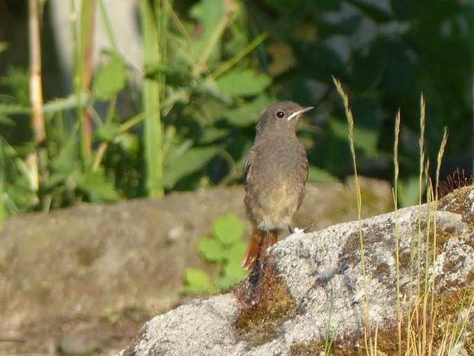 Phoenicurus ochruros subsp. gibraltariensis, rehek domácí evropský