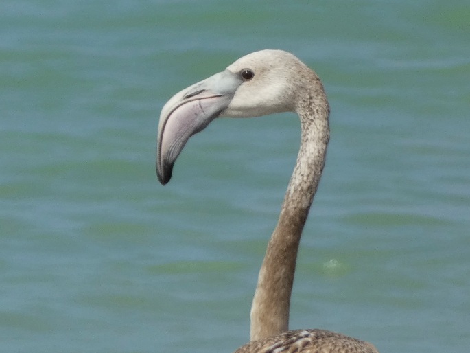 Phoenicopterus roseus, plameňák růžový