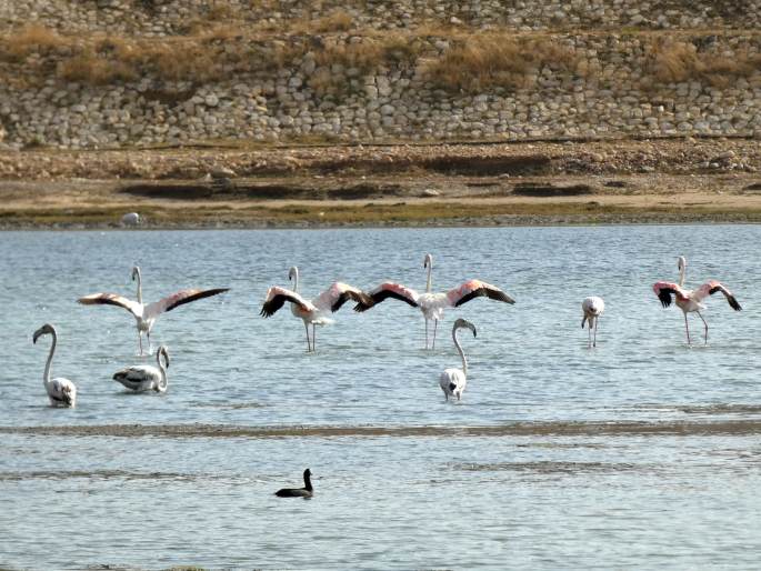 Phoenicopterus roseus, plameňák růžový