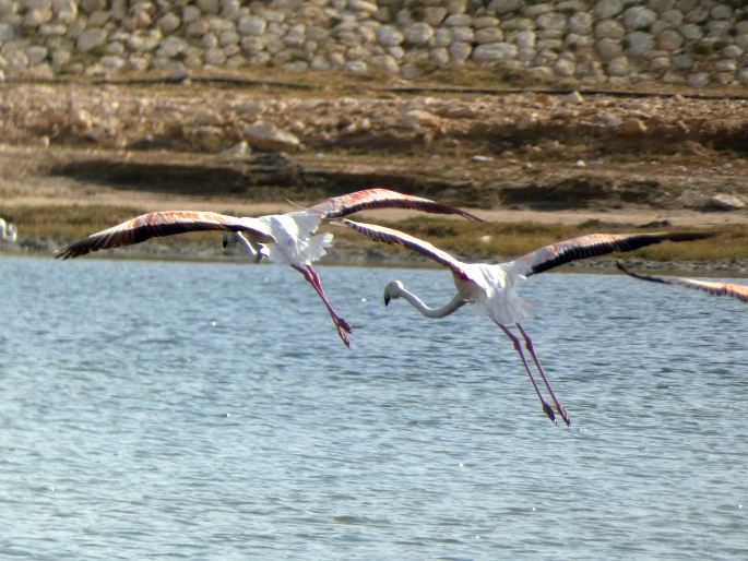 Phoenicopterus roseus, plameňák růžový