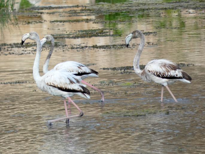 Phoenicopterus roseus, plameňák růžový