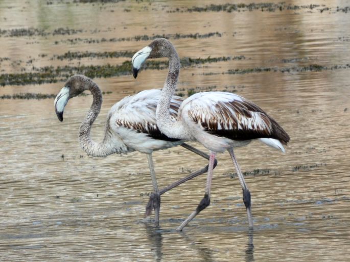 Phoenicopterus roseus, plameňák růžový