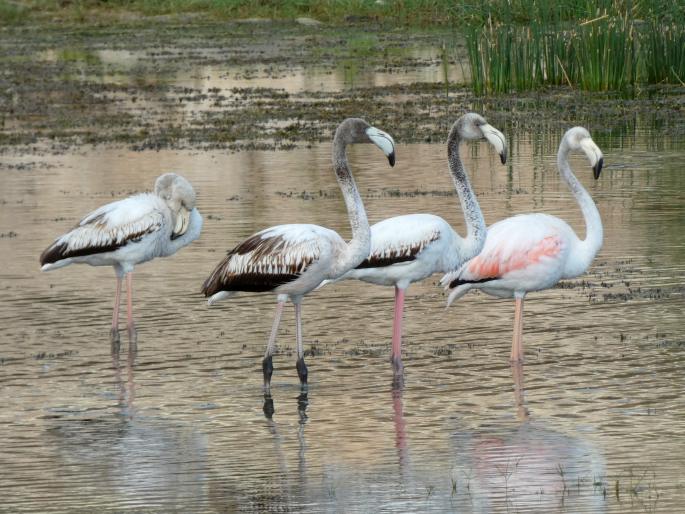 Phoenicopterus roseus, plameňák růžový