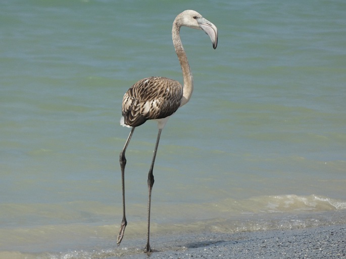 Phoenicopterus roseus, plameňák růžový