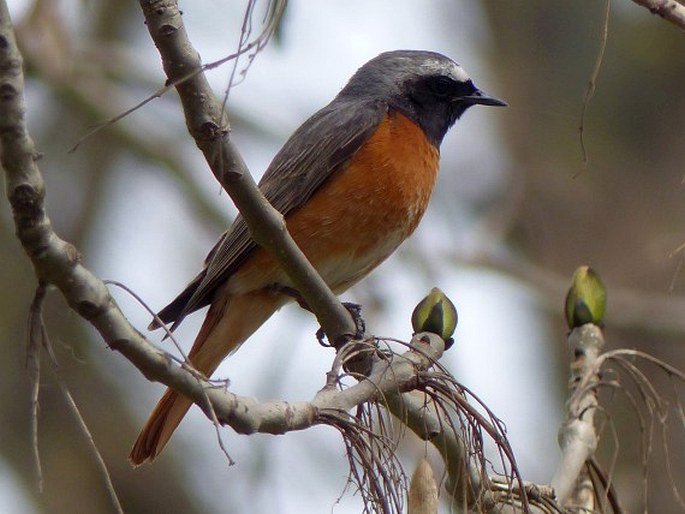 Phoenicurus phoenicurus (Linnaeus, 1758); rehek zahradní