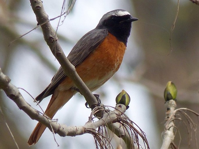 Phoenicurus phoenicurus, rehek zahradní