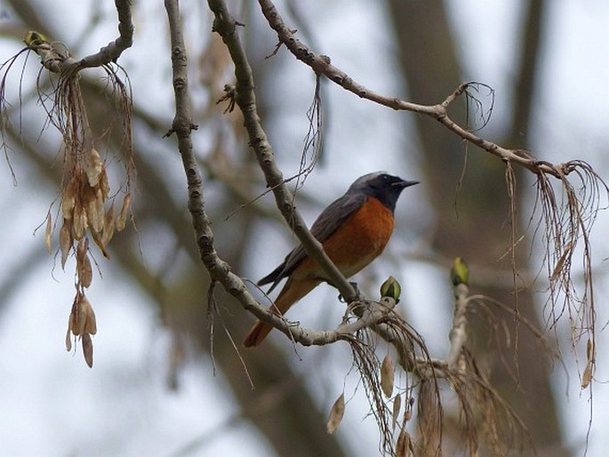 Phoenicurus phoenicurus, rehek zahradní