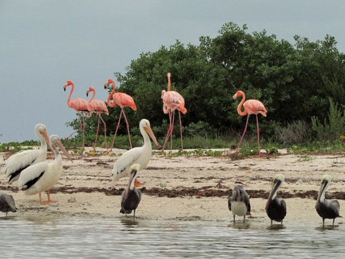 Phoenicopterus ruber, plameňák americký