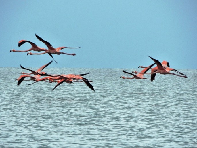 Phoenicopterus ruber, plameňák americký