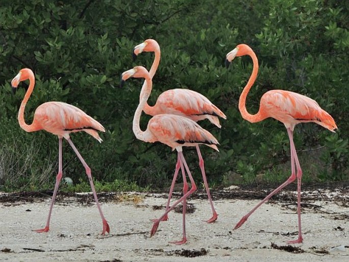 Phoenicopterus ruber, plameňák americký