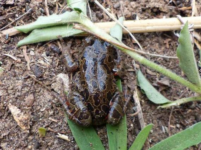 Phlyctimantis maculatus, rákosnička červenonohá