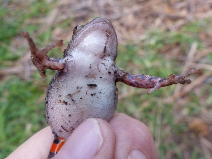 Phlyctimantis maculatus, rákosnička červenonohá