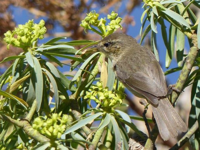 Phylloscopus canariensis, budníček kanárský