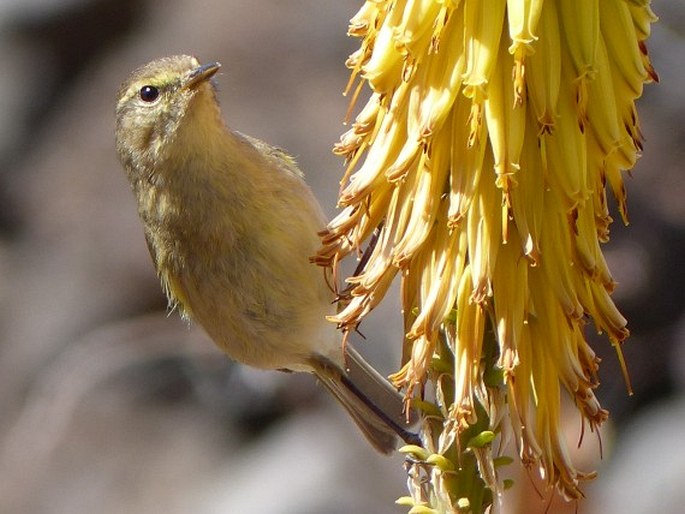 Phylloscopus canariensis (Hartwig, 1886); budníček kanárský