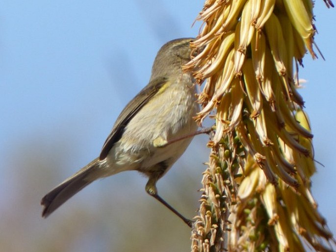 Phylloscopus canariensis, budníček kanárský