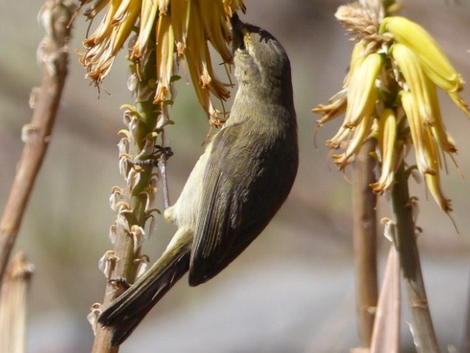 Phylloscopus canariensis, budníček kanárský