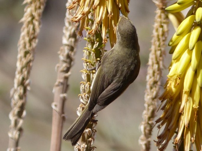 Phylloscopus canariensis, budníček kanárský