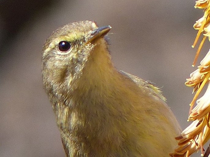 Phylloscopus canariensis, budníček kanárský